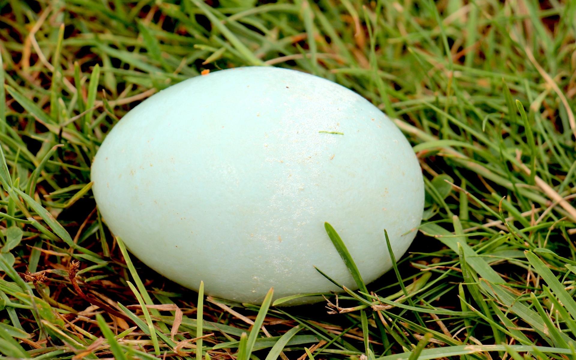 Ibland skiftar äggen färg när ankorna blir äldre – här till ljusgrönt.
