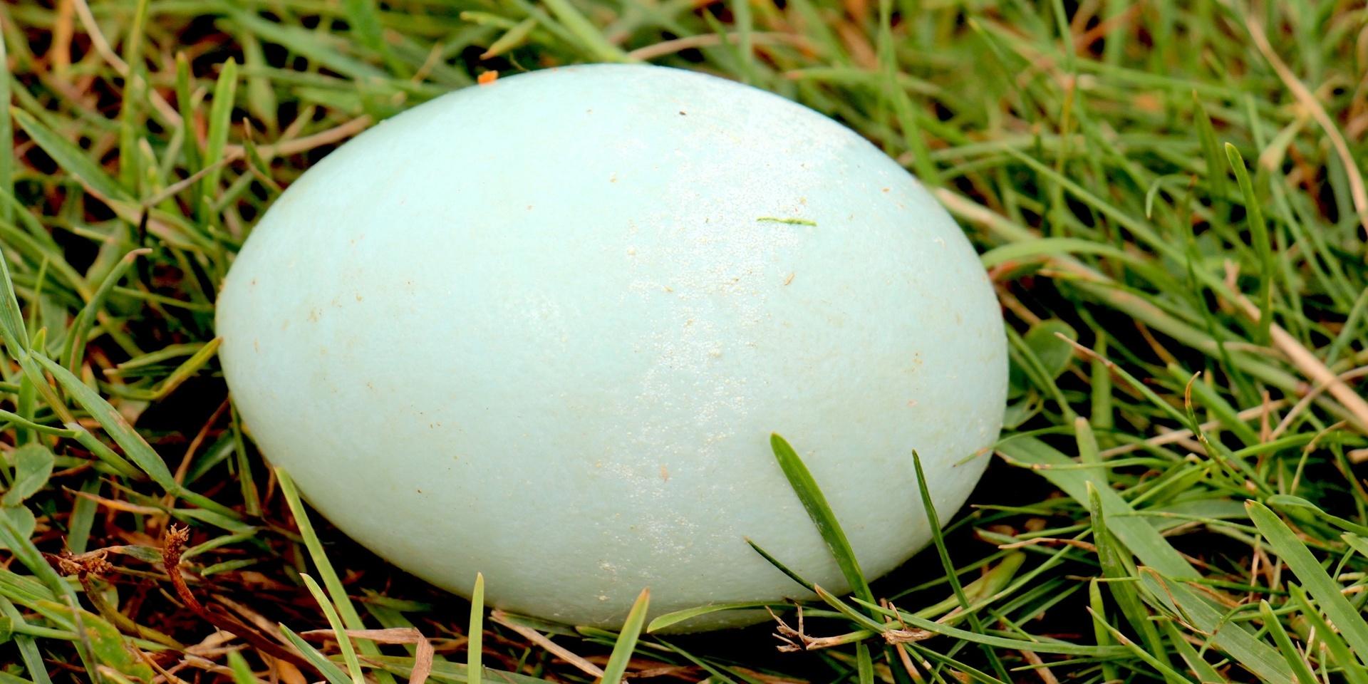 Ibland skiftar äggen färg när ankorna blir äldre – här till ljusgrönt.