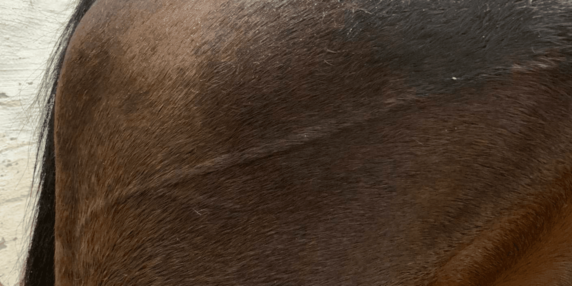 Del av åklagarens bevismaterial som visar att hästen haft en svullnad på huden någon timme efter att loppet kördes på Jägersro i november 2020.