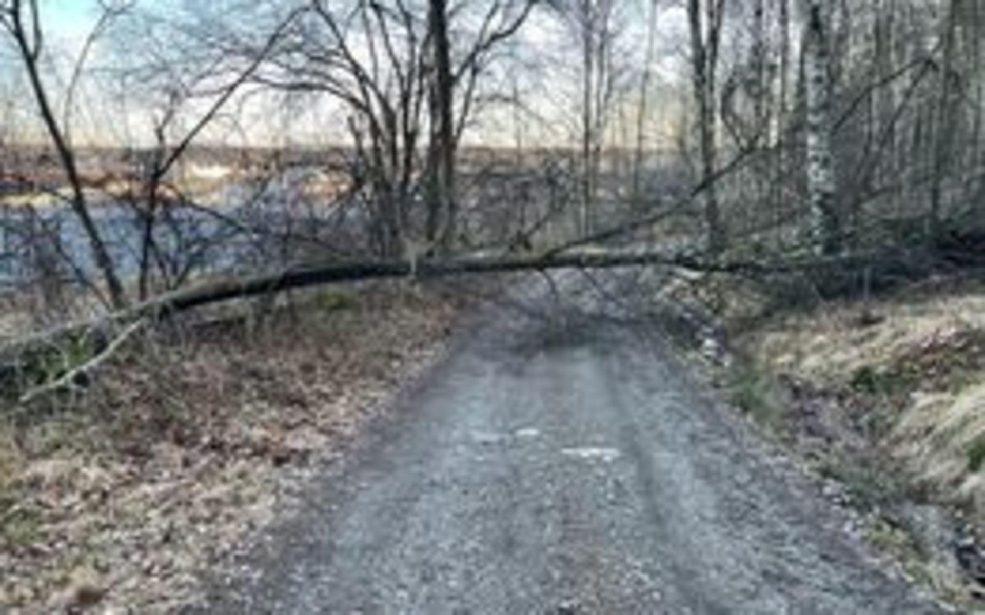 Även på grusvägen från Metangatan upp mot skogen bakom Mölndal Energi föll träd.