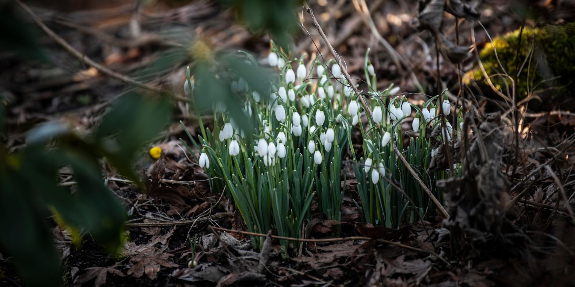 Den 15 februari anlände våren till Mölndal, enligt SMHI.