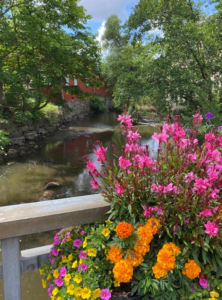 Så tacksam för alla vackra blommor Mölndals stad planterat, blir fina bilder. Denna är tagen idag 7/7 på bron vid Grevedämmet ner mot Kvarnbyn.