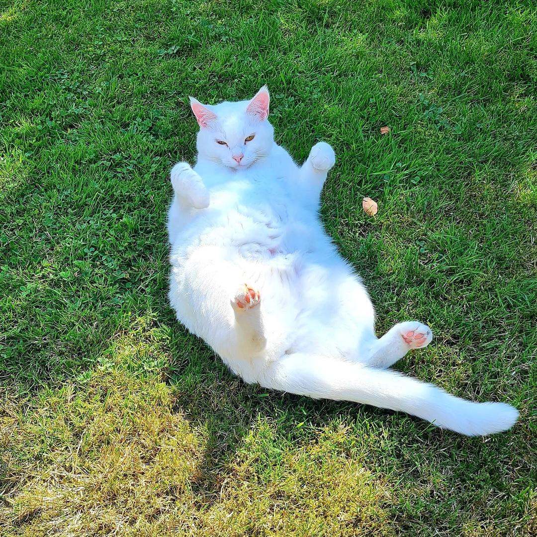 En ack så söt och rolig bild på grannens katt Lambi som slappar på vår gräsmatta i Balltorp. 