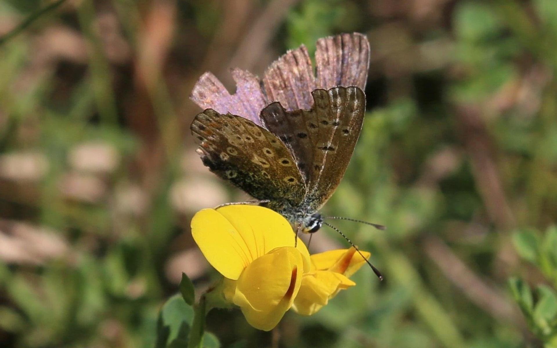 En Puktörneblåvinge i slutet av säsongen då fjärilarna börjar bli lite slitna, bild tagen i Kållered.