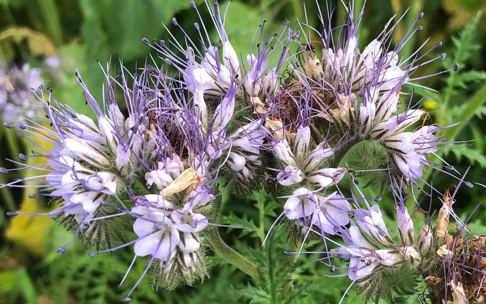 Honungsfacelia fotad i Kållered, en bra blomma för humlor och bin.