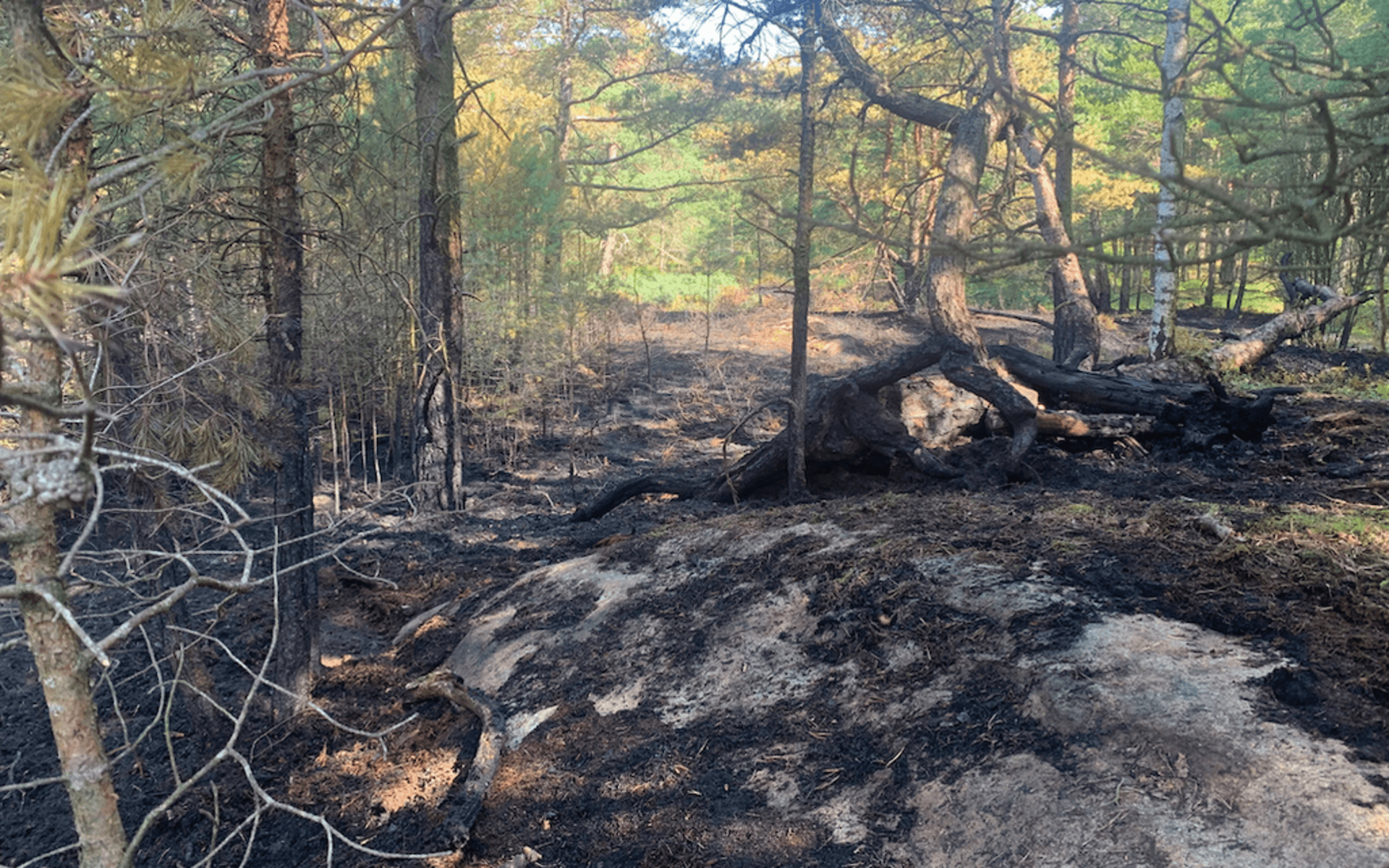 Kommunen var på plats på torsdagsförmiddagen och kollade hur skogen mådde efter branden. 