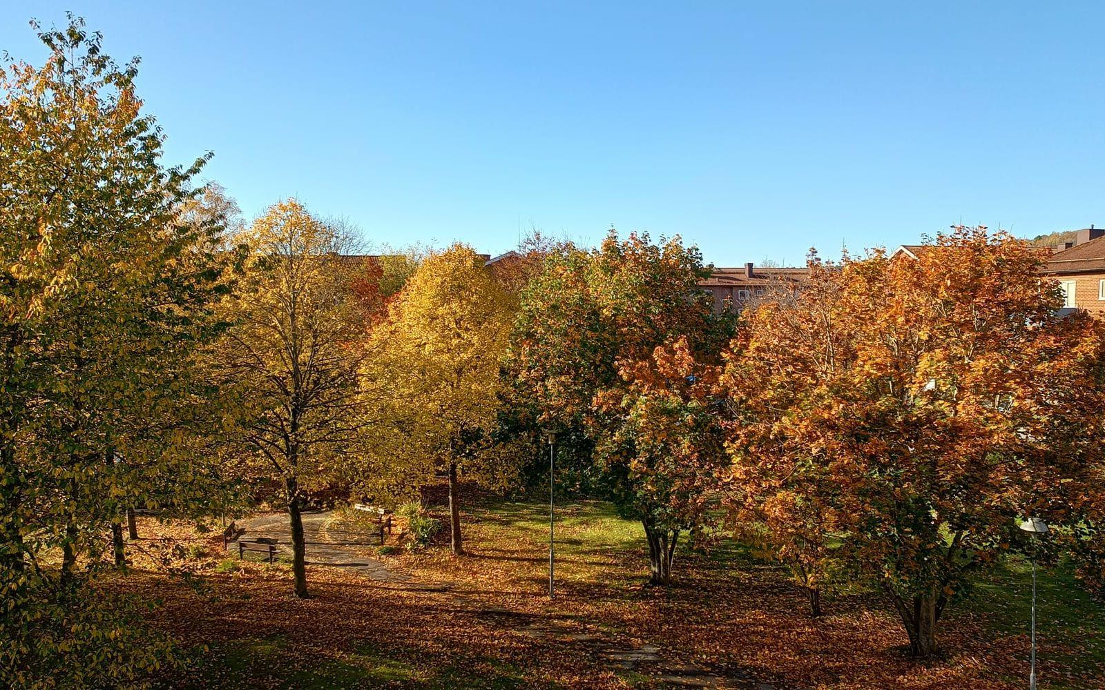 Här är en bild som jag själv har tagit från min balkong. I bilden syns Torallaparkens träd när de bjuder på ett riktigt färgspektakel en solig förmiddag, den 19 oktober i år. 