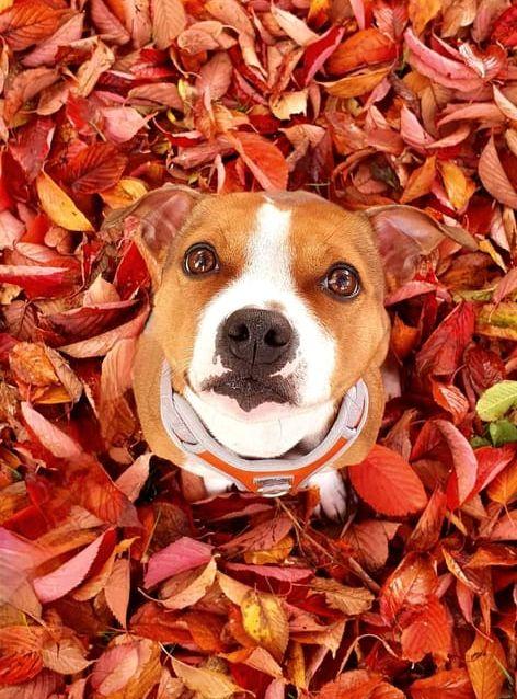 Hunden Lisa matchar höstens färger.