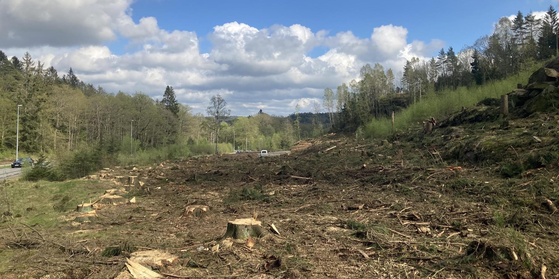 Avverkad skog vid Pixbovägen i Mölndal. 