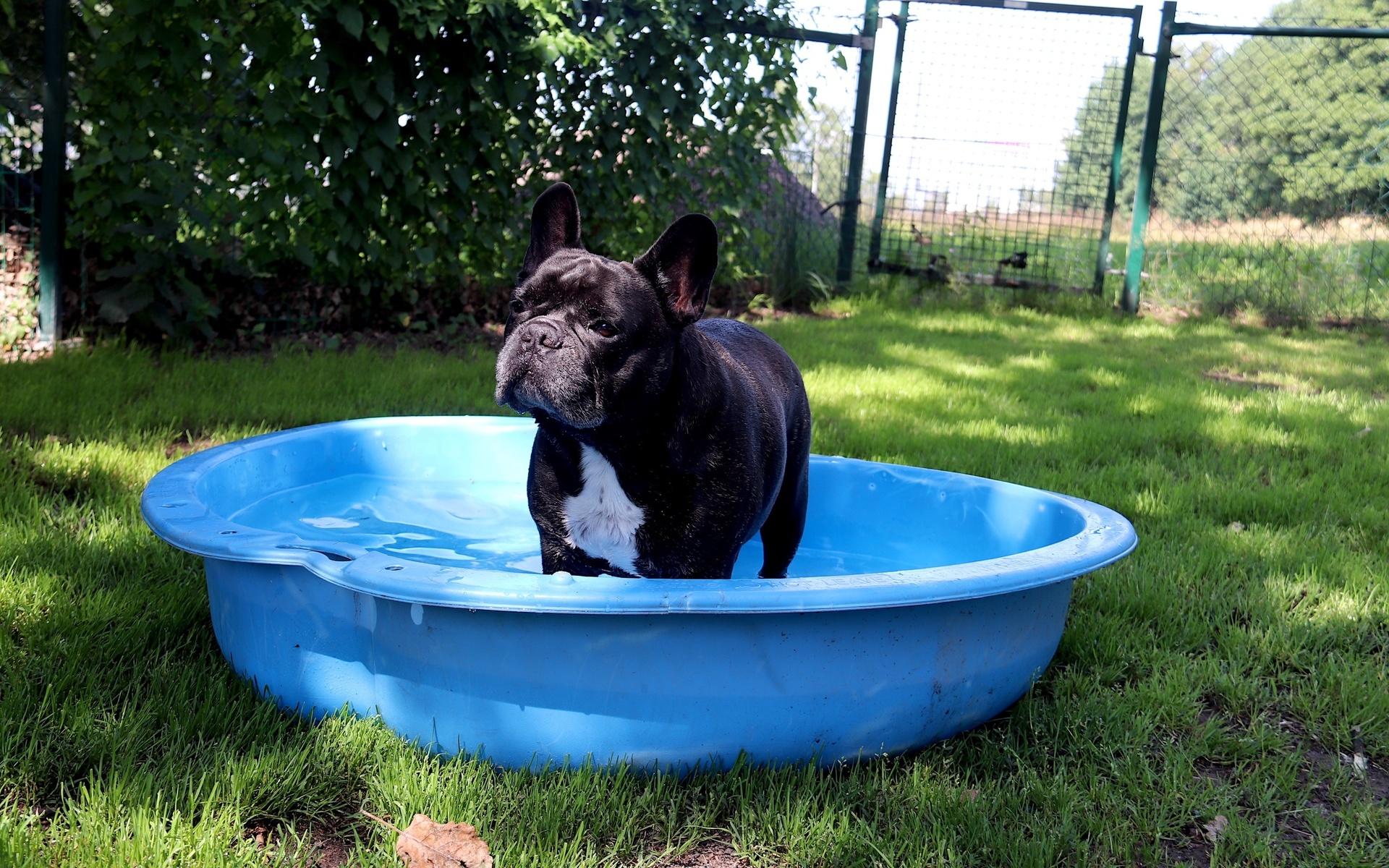 Tyson hänger gärna i poolen under varma sommardagar. 
