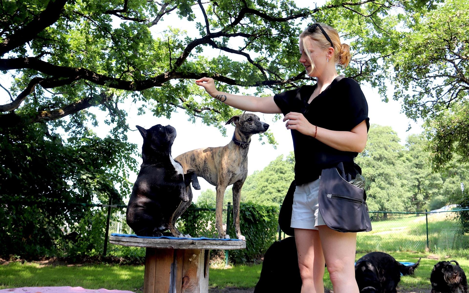 Rebecca Marberg tycker det är viktigt att välja ett hunddagis som jobbar med att aktivera hundarna. 