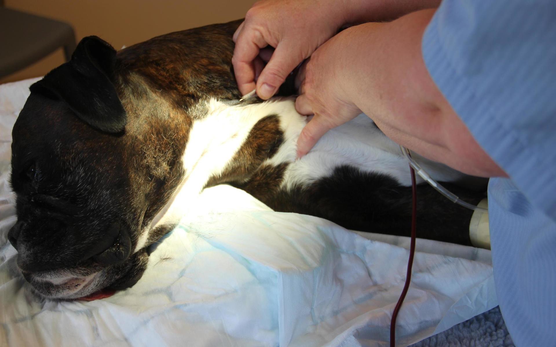 Elva gånger har Dumle lämnat blod för att rädda livet på sjuka och skadade hundar.