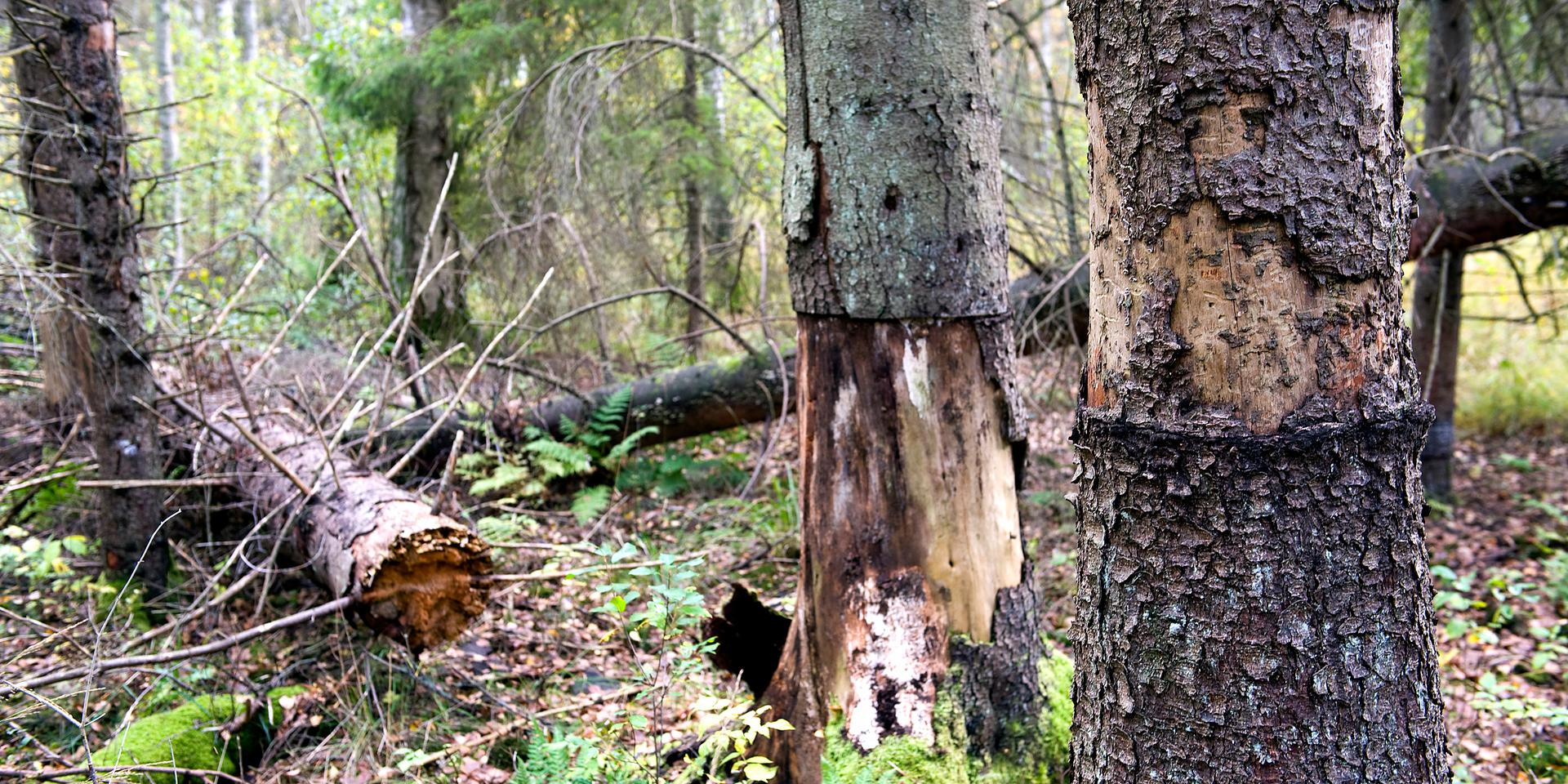 ”Som det är nu kan man bara ta sig runt i skogen om man har fysik att klättra över nedfallna träd”, skriver signaturen En besviken skogsälskare. Bilden är ett arkivfoto och visar ett annat skogsparti. 